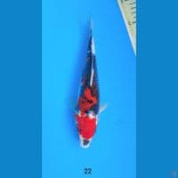 showa 22cm