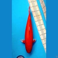 Aka hajiro 44cm Female