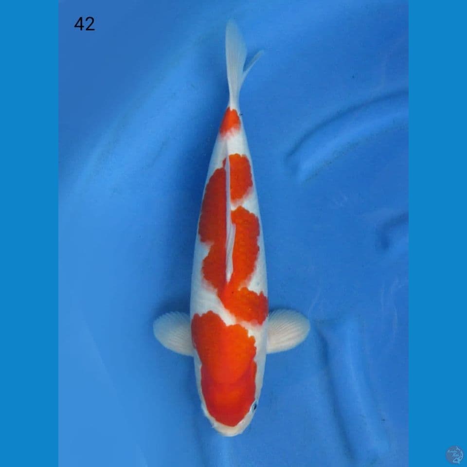 42cm - Male Kohaku F1 