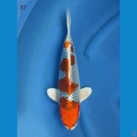 37cm male - Kujaku SQ 