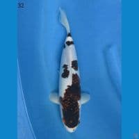 32cm - Goromo Juara 