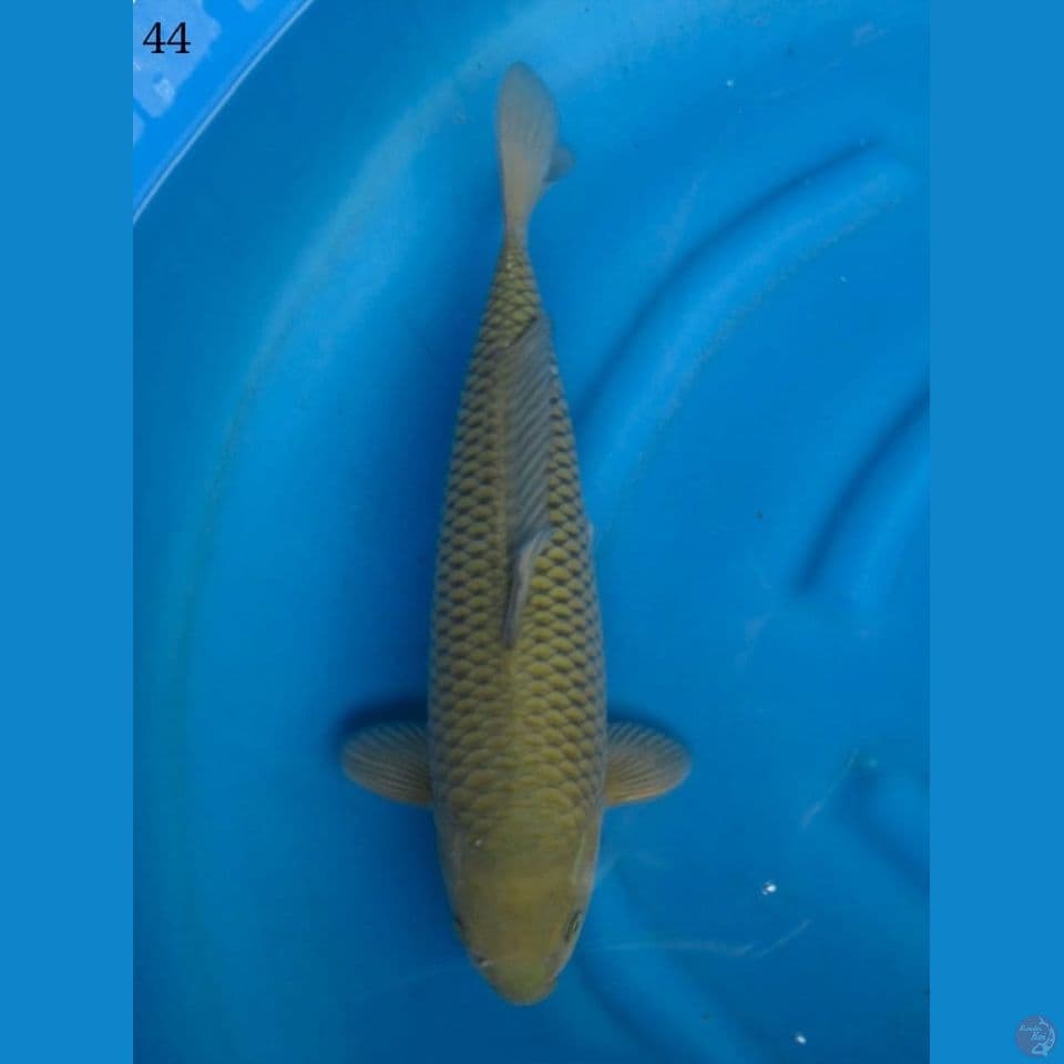 44cm male - soragoi 