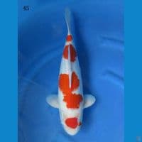 45cm male - Red kohaku 