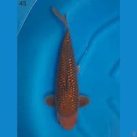 47cm male - tembaga Chagoi Gindrin 