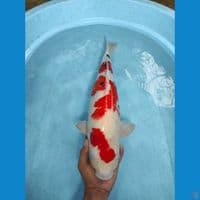 sanke punok minus sirip lebar sebelah 60 cm