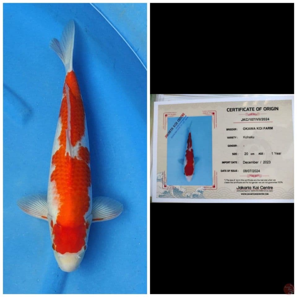 Okawa Kohaku 