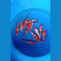 paket 11ek kohaku 18-22cm
