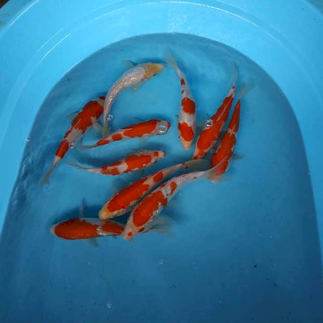 Paket mix ginrin dan biasa