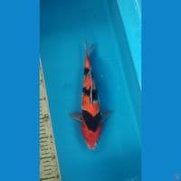 showa, 28cm
