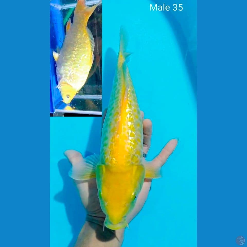 lemon aragoke gindrin male 35. punok