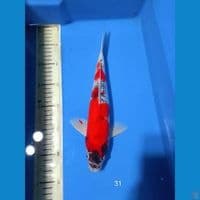 kujaku 31cm m