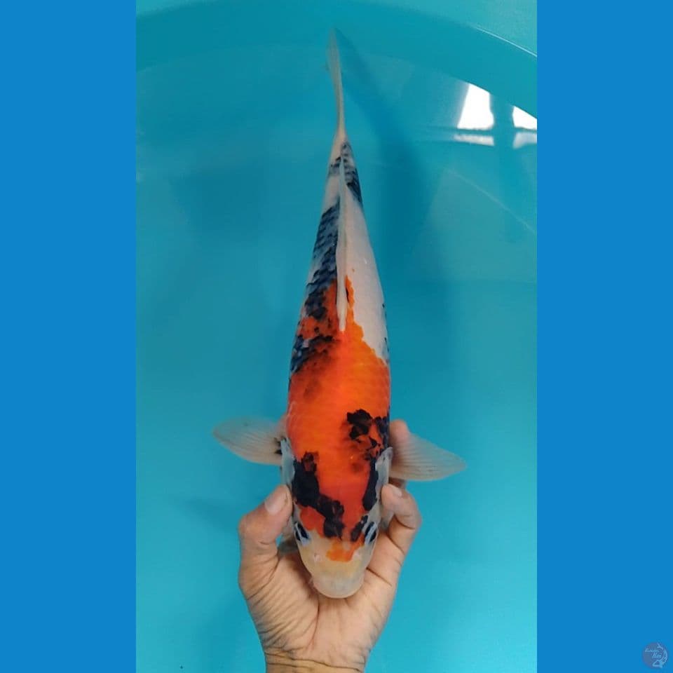 showa 36cm