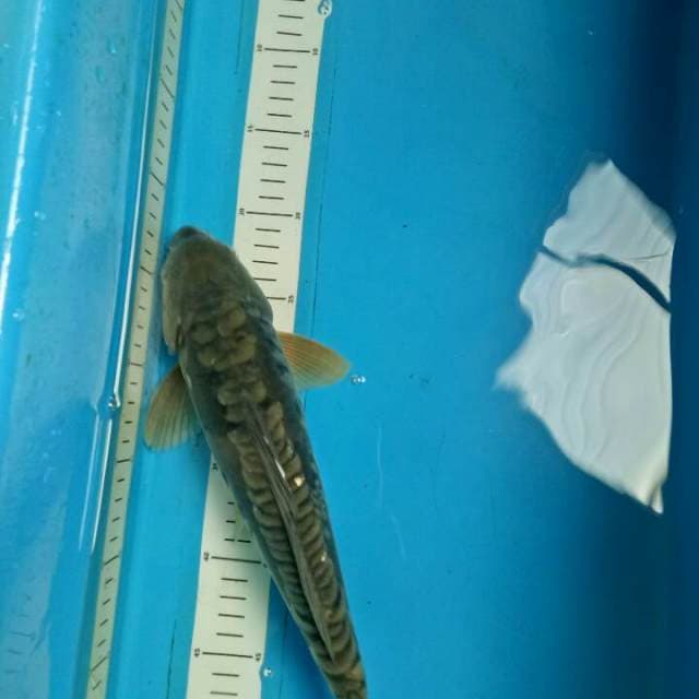 Aragoke 34 cm