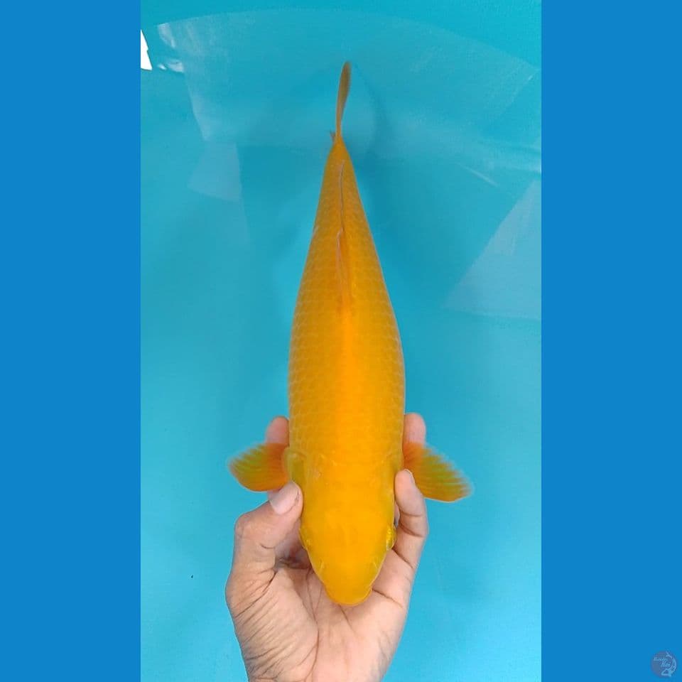 karashi 34cm