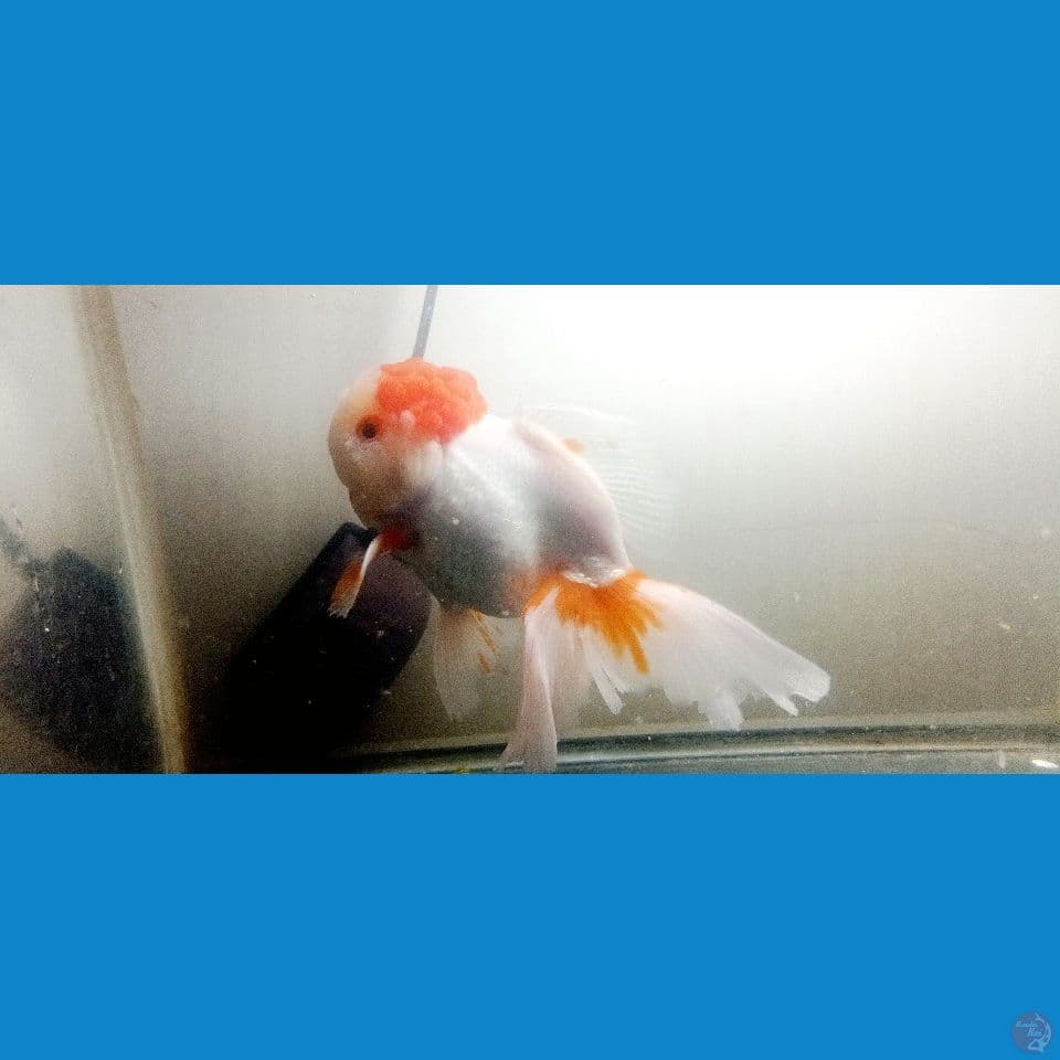 redcap konde 15cm