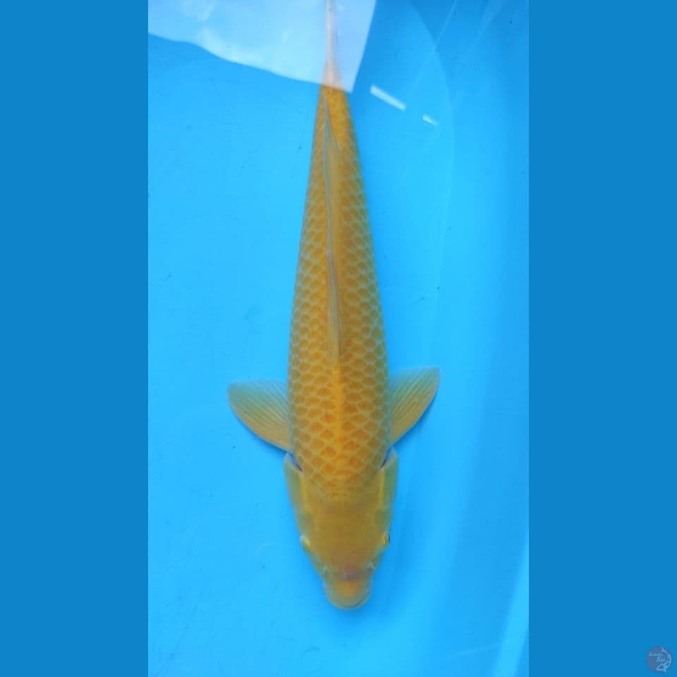 karasi MM 47cm jantan