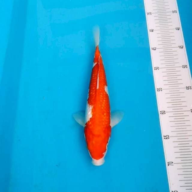 GINRIN SQ 30CM