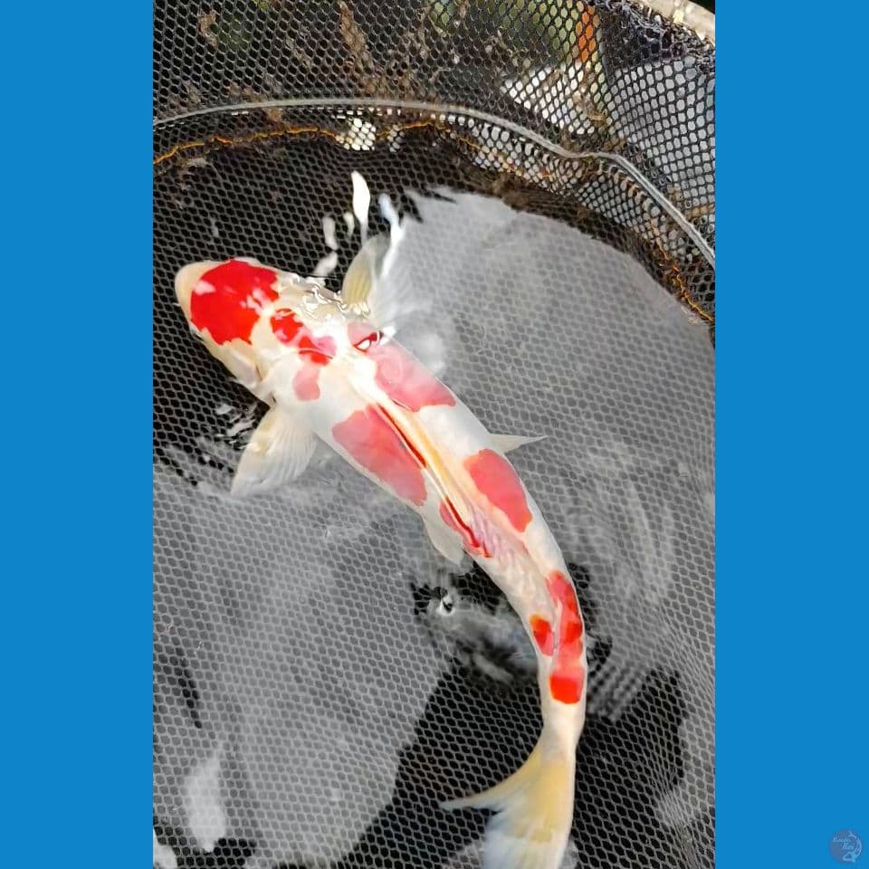 kohaku aragoke 30up