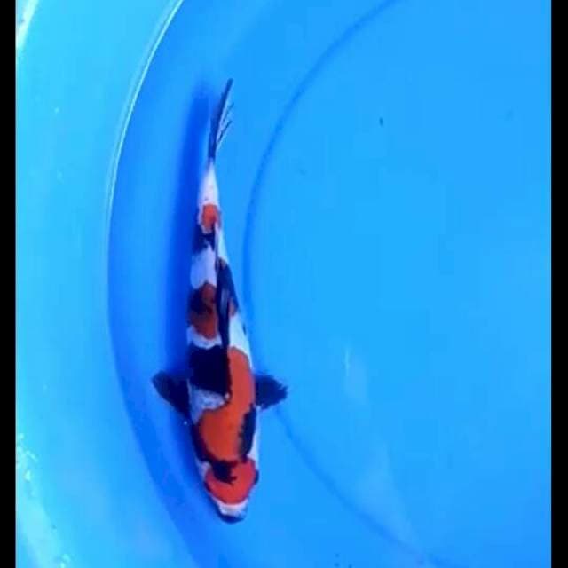 Showa.size.25cm