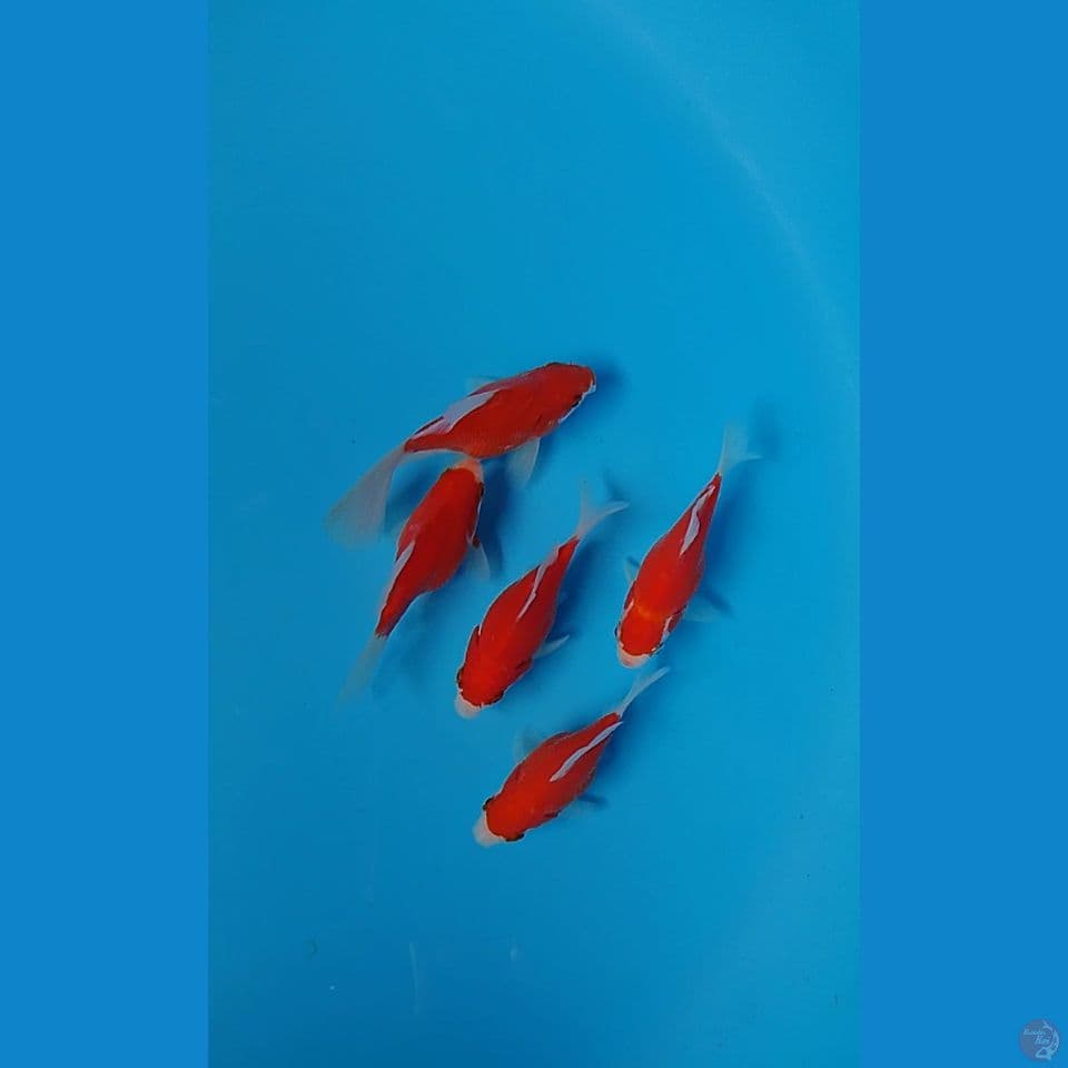 tamasaba 10 cm 