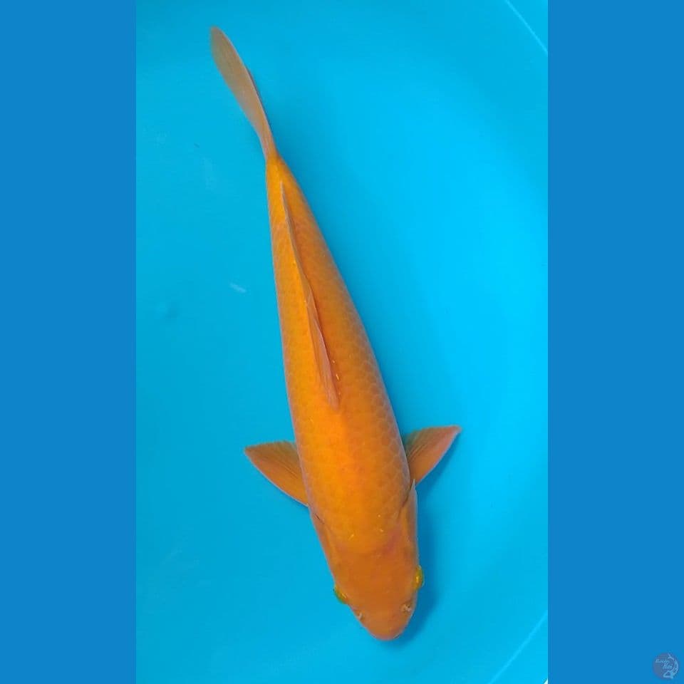 karamel 41cm