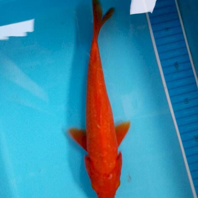 Benigoi