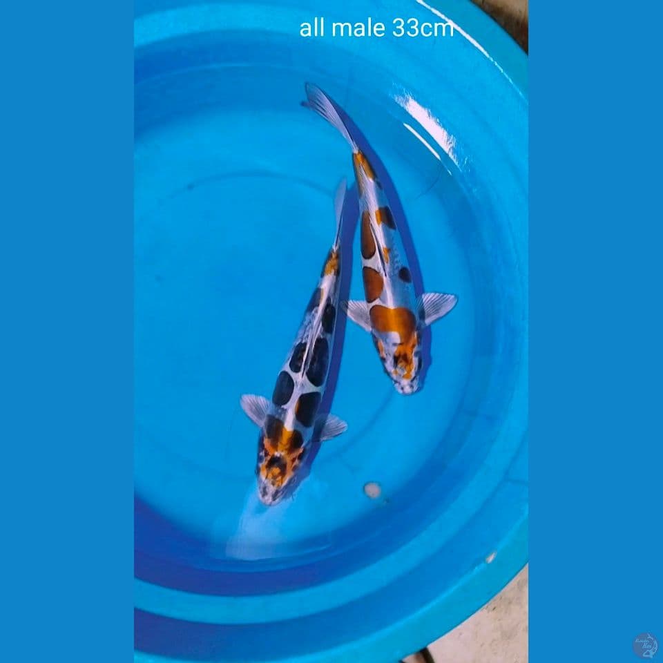 superbenikiko male 33cm