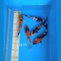 showa 19-21cm