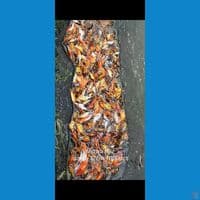 Bibit Showa Hiutsuri size 5-12cm 1000ekor