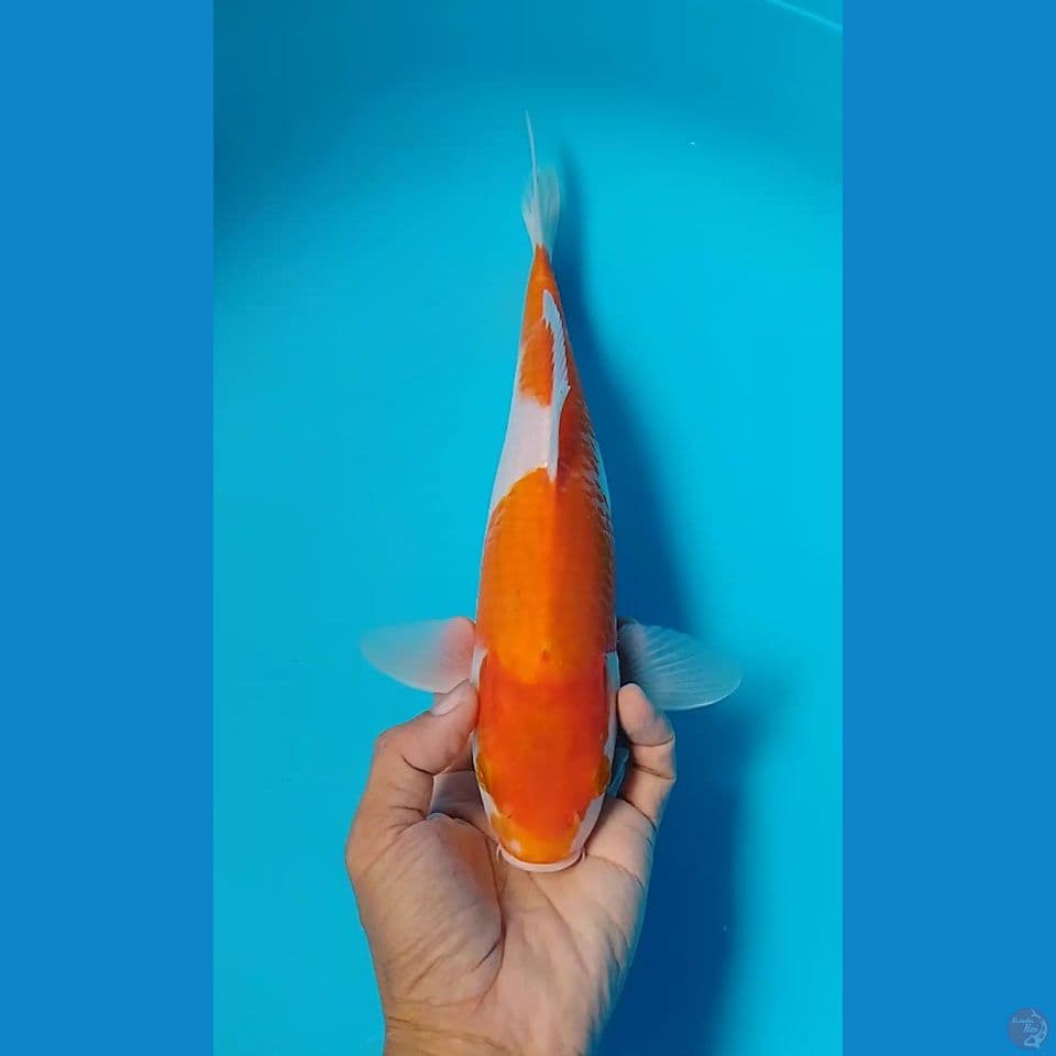 kohaku 31cm