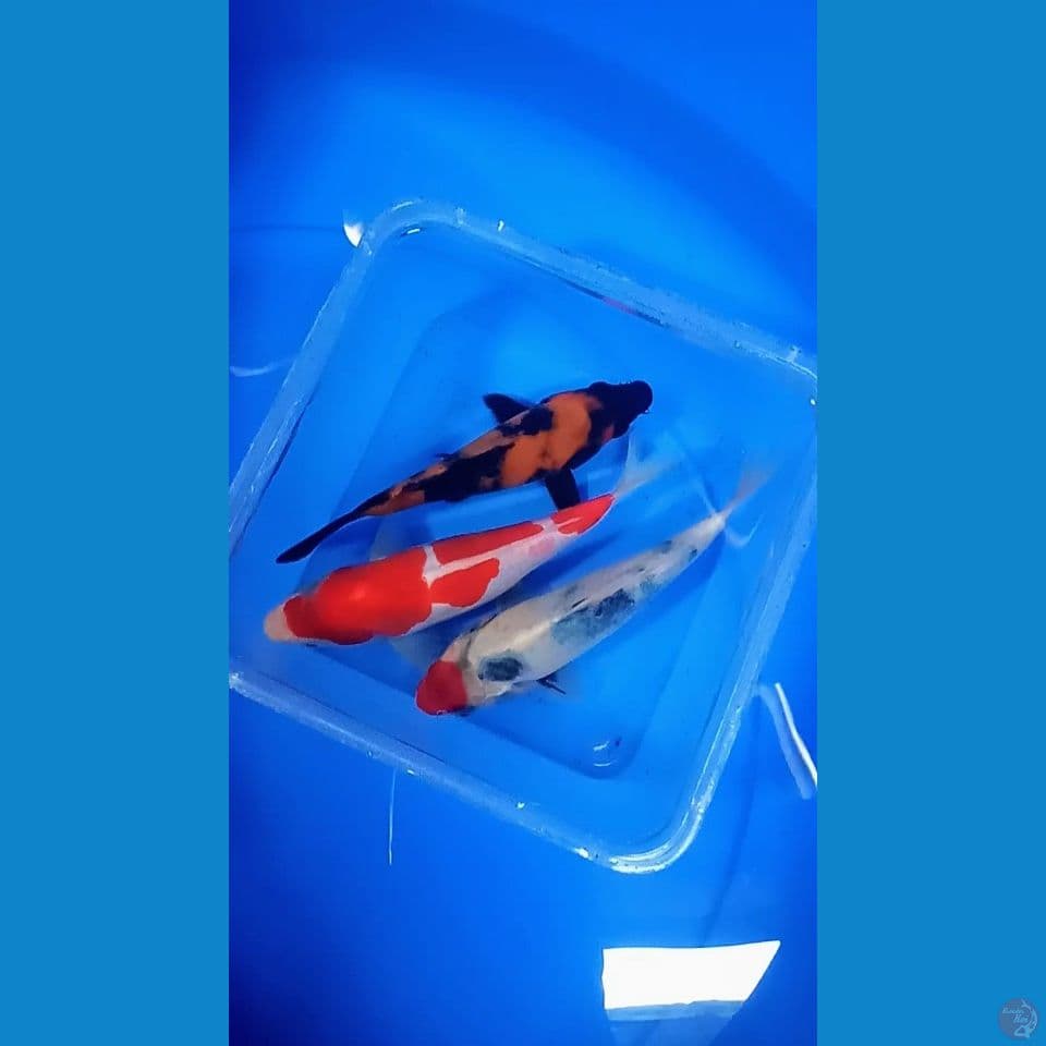 mix 3ekor 15-17cm