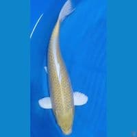 YAMABUKI 45CM
