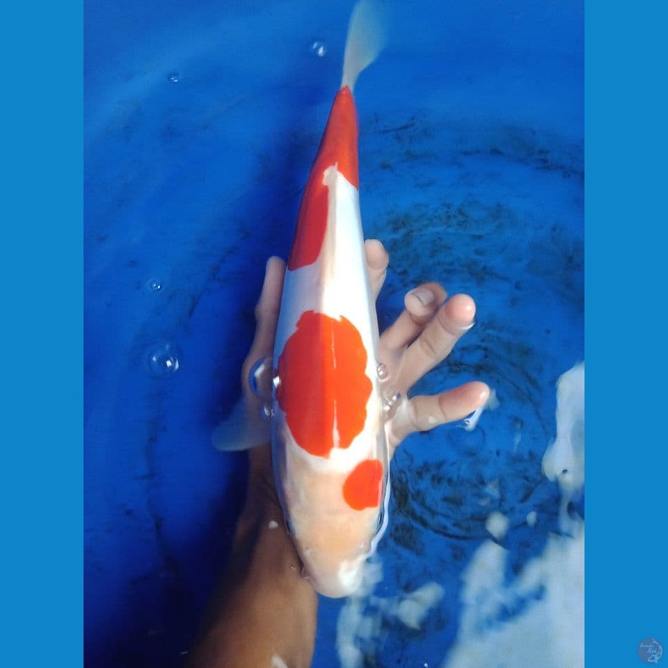 kohaku doitsu murni 35cm