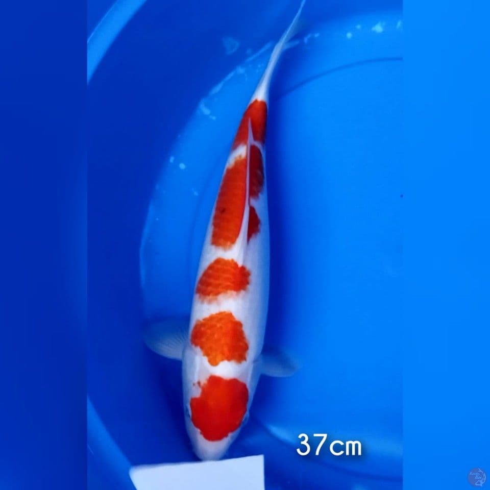 maruten 37cm