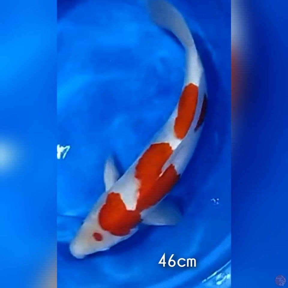 kohaku 46cm