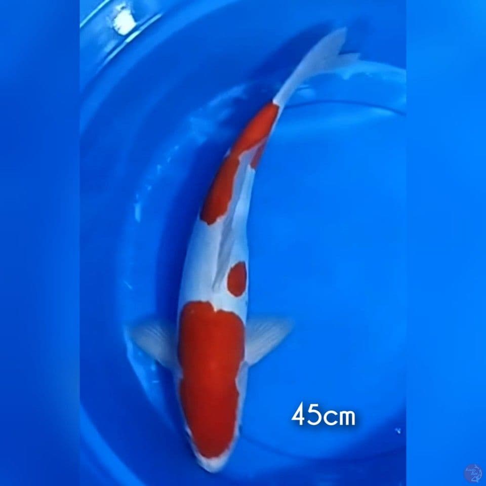 kohaku halus 45cm
