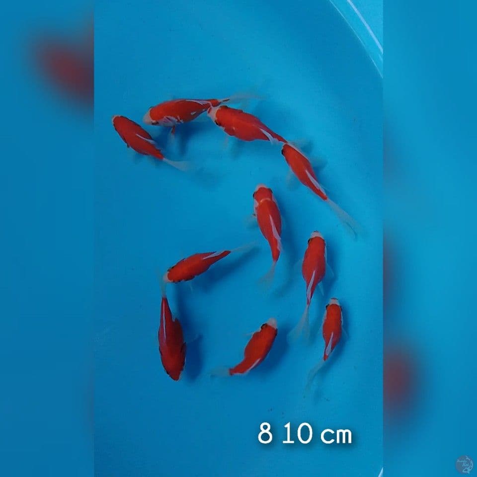 tamasaba longtail 8 10cm