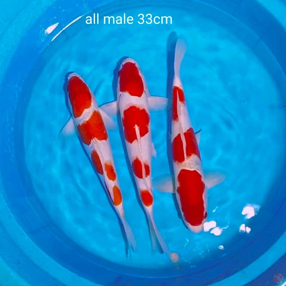 sq kohaku all male 33cm