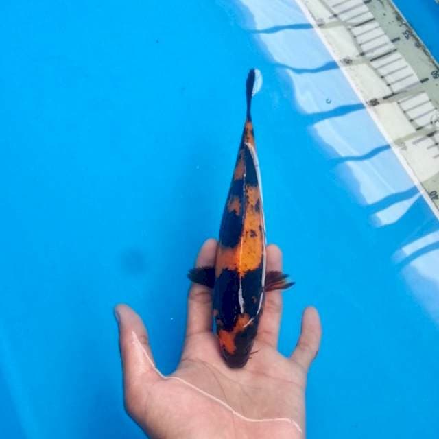 Utsuri Tembus Perut