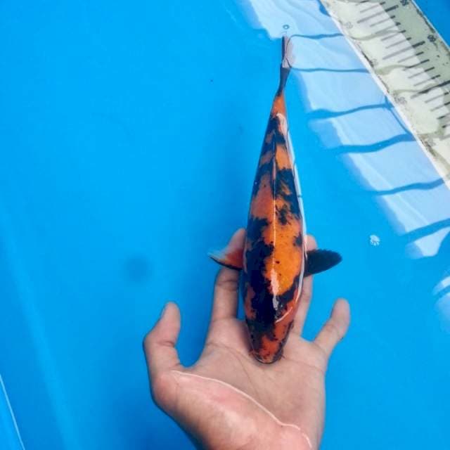 Utsuri Sangar Tembus Perut