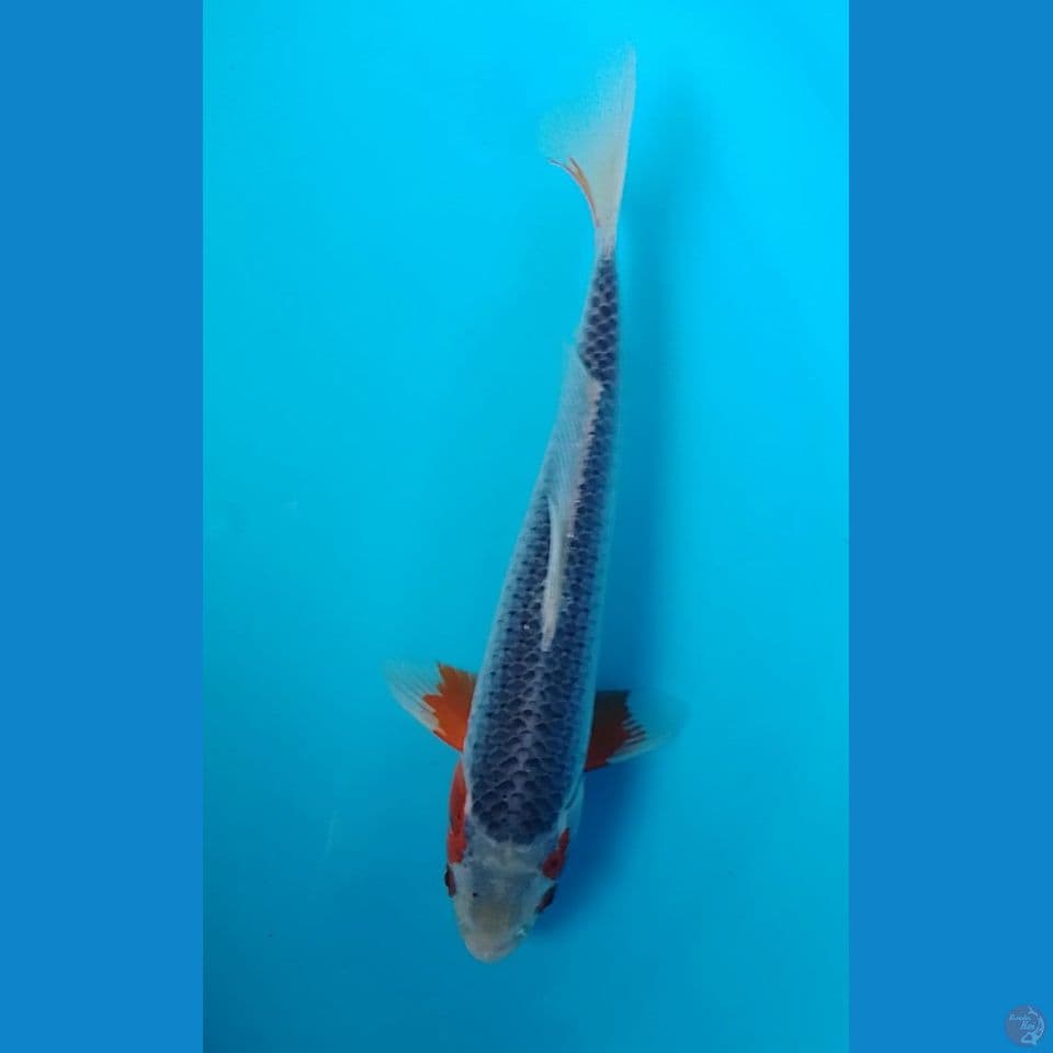 adagi : 34cm
