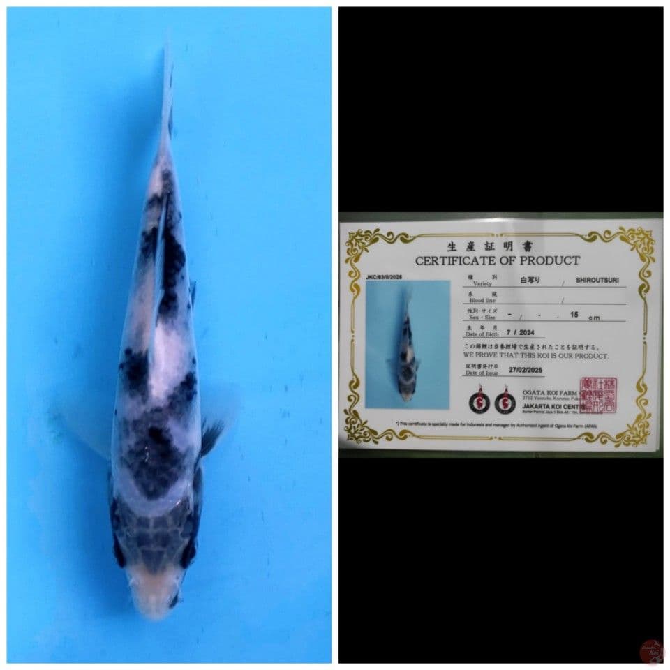 Ogata Shiro 