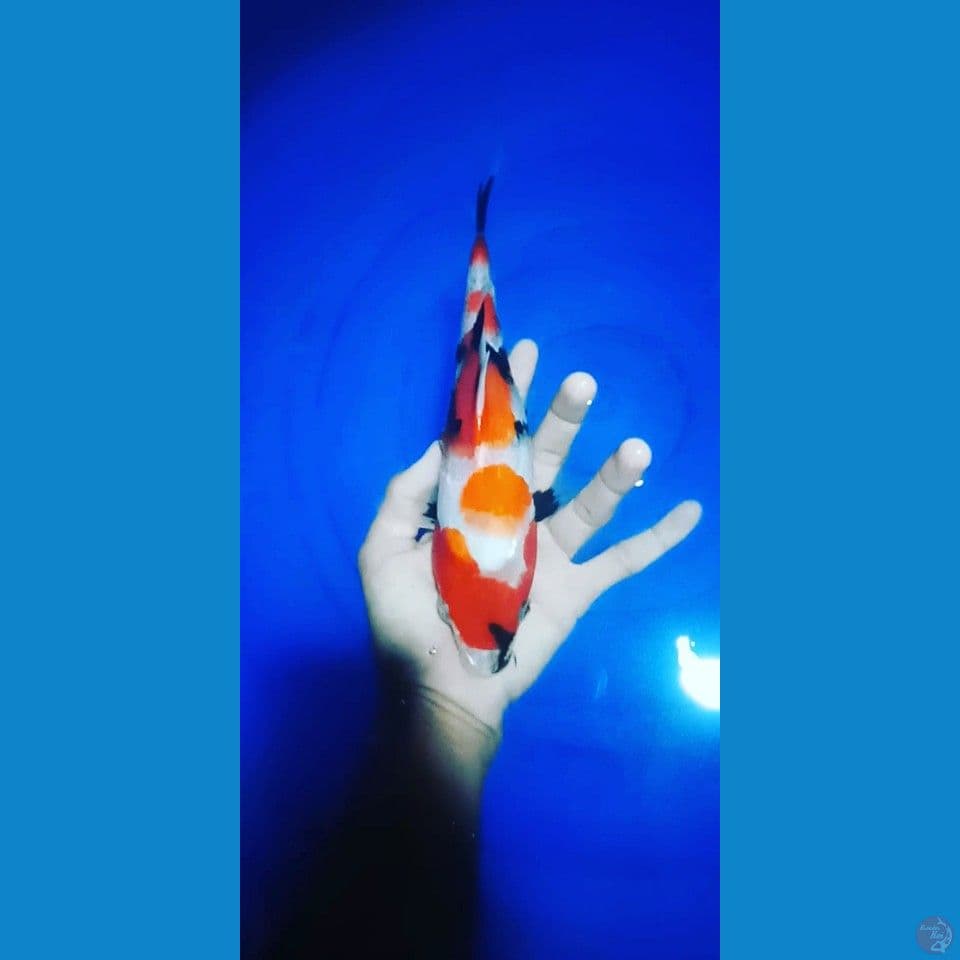 sowa 25cm 