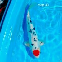 tc sanke doit male 43cm