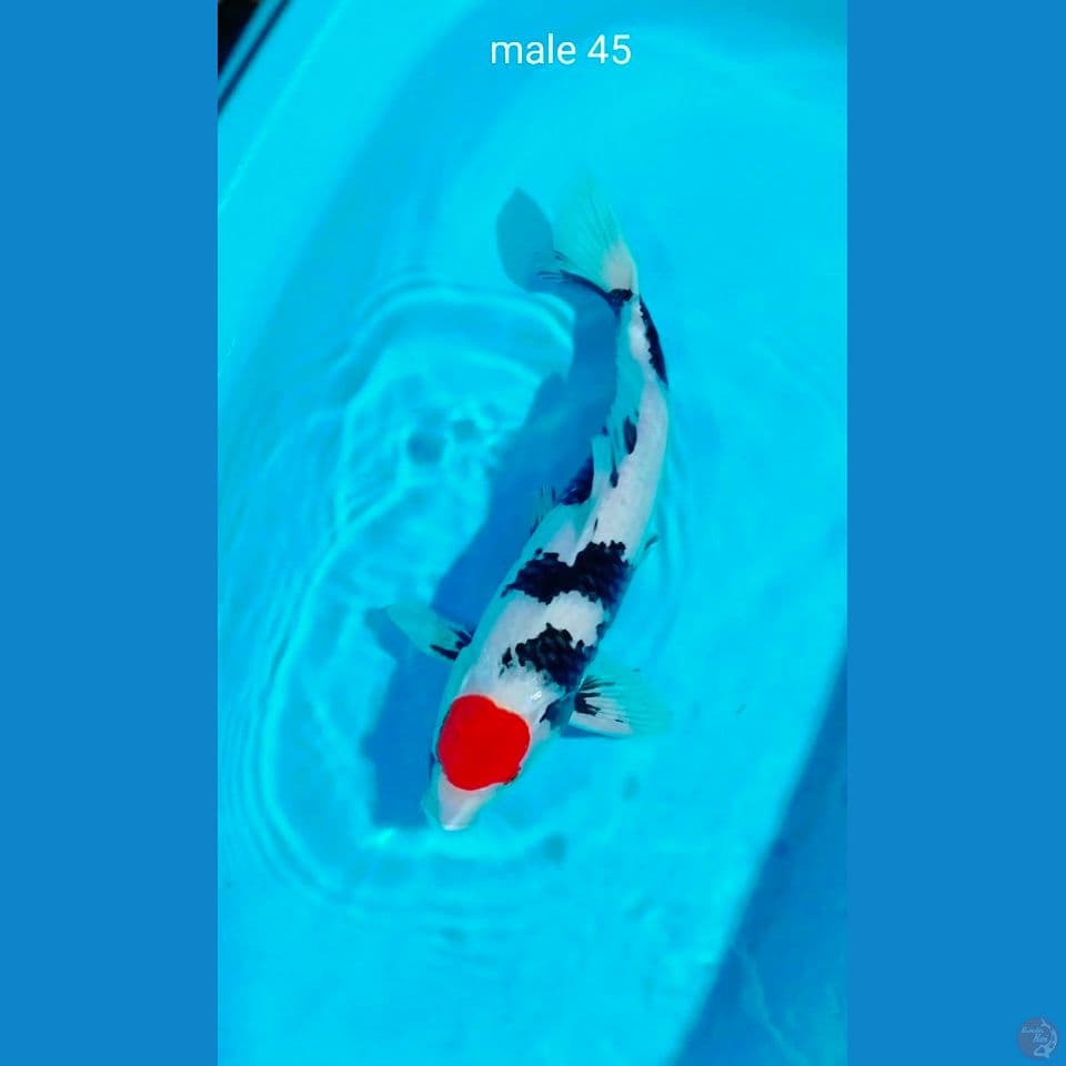 tc showa ori male 45cm