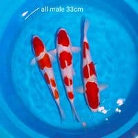 super kohalu male 33cm
