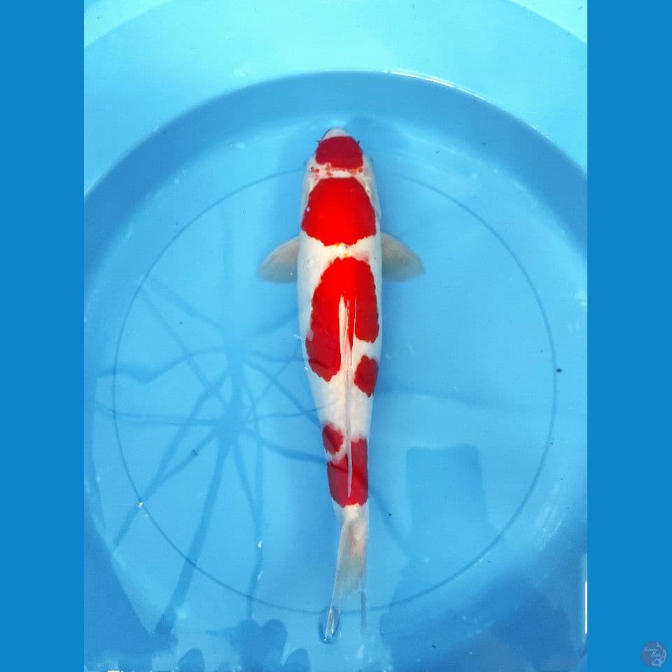 KOHAKU AKF 6 STEP. 38 cm