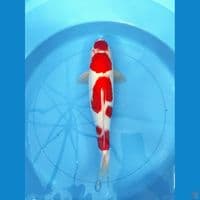 KOHAKU AKF 6 STEP. 38 cm