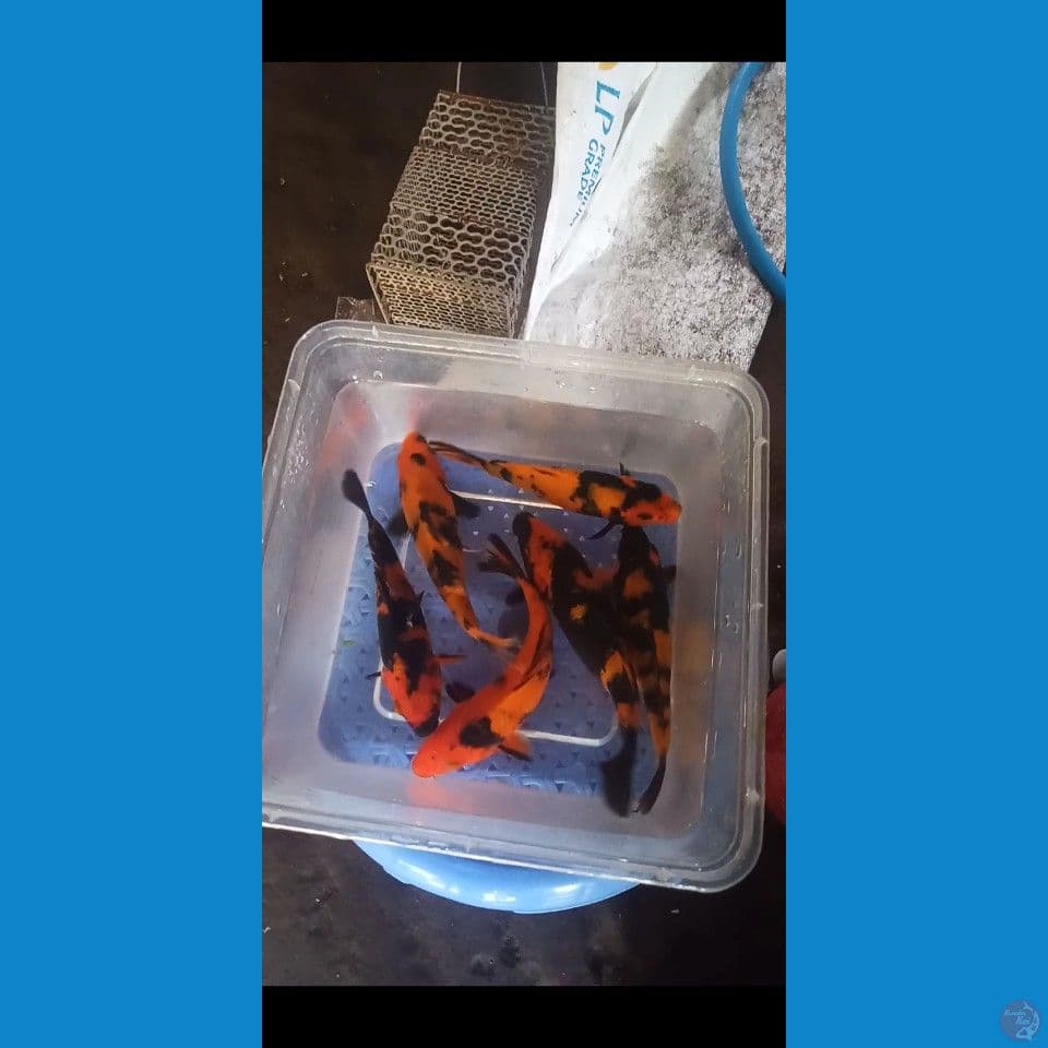 mix utsuri 6ekor