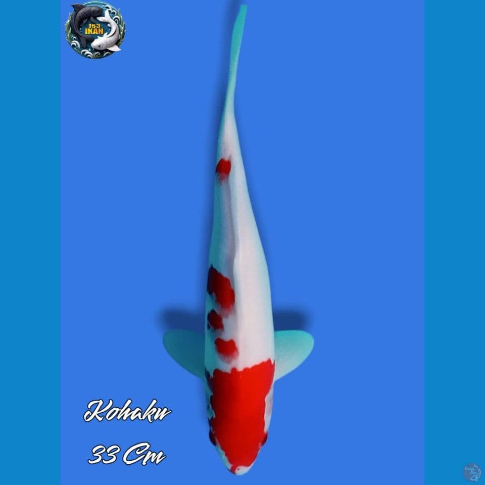 Kohaku 3 Step